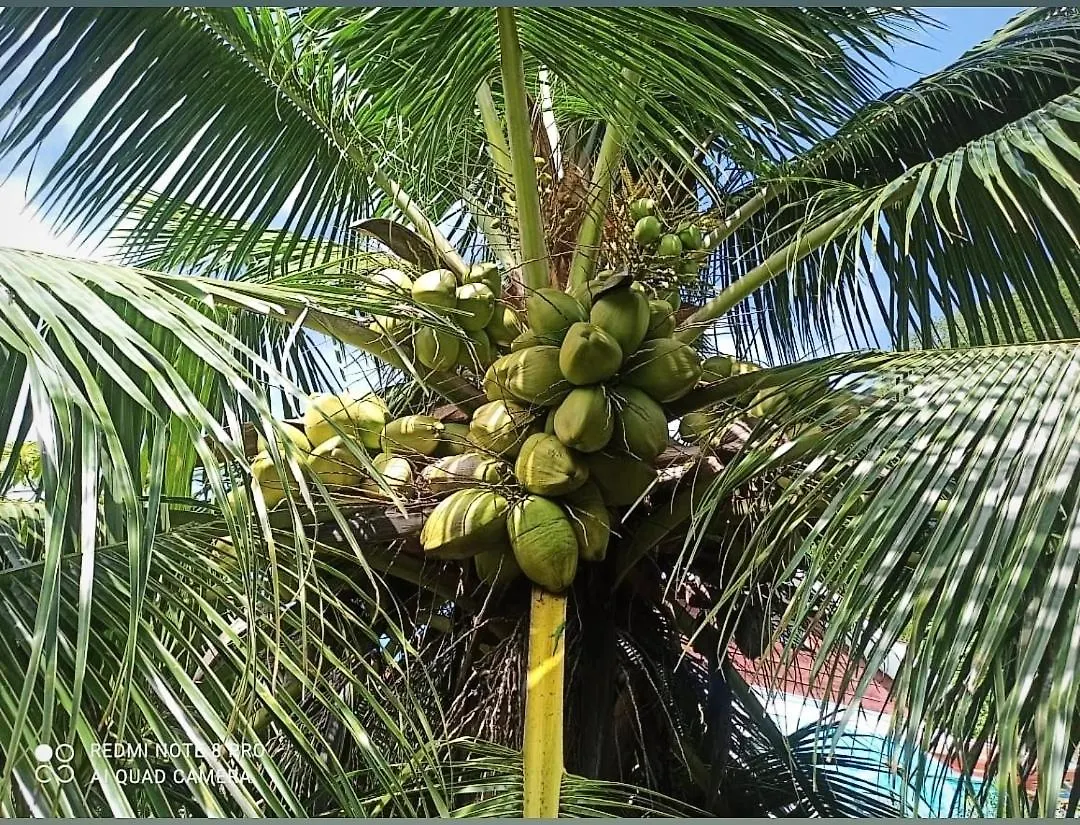 Anne Hilside Apartment Victoria Seychelles